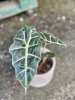 Zdjęcie rośliny Alocasia Amazonica, ujęcie 1