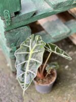 Zdjęcie rośliny Alocasia Amazonica, ujęcie 2