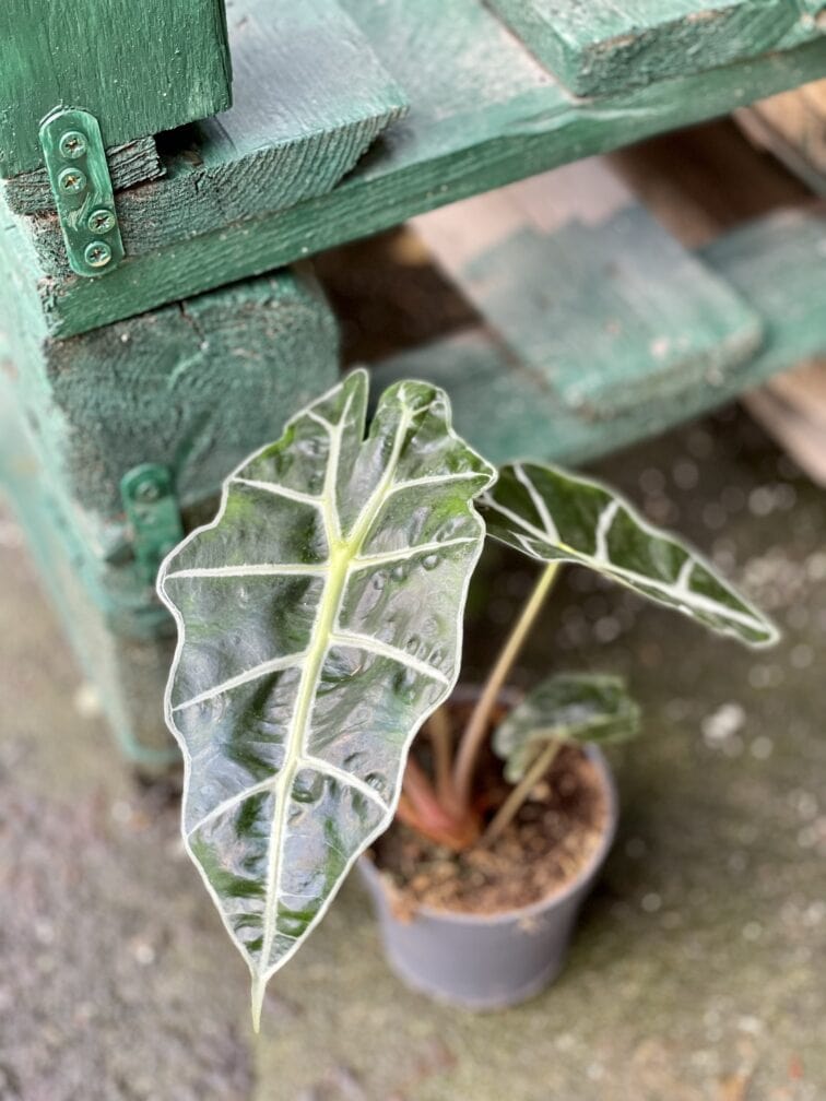 Zdjęcie rośliny Alocasia Amazonica, ujęcie 2