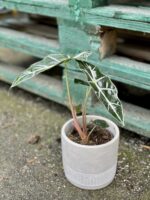 Zdjęcie rośliny Alocasia Amazonica, ujęcie 3