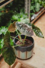 Zdjęcie rośliny Alocasia Azlanii, ujęcie 1