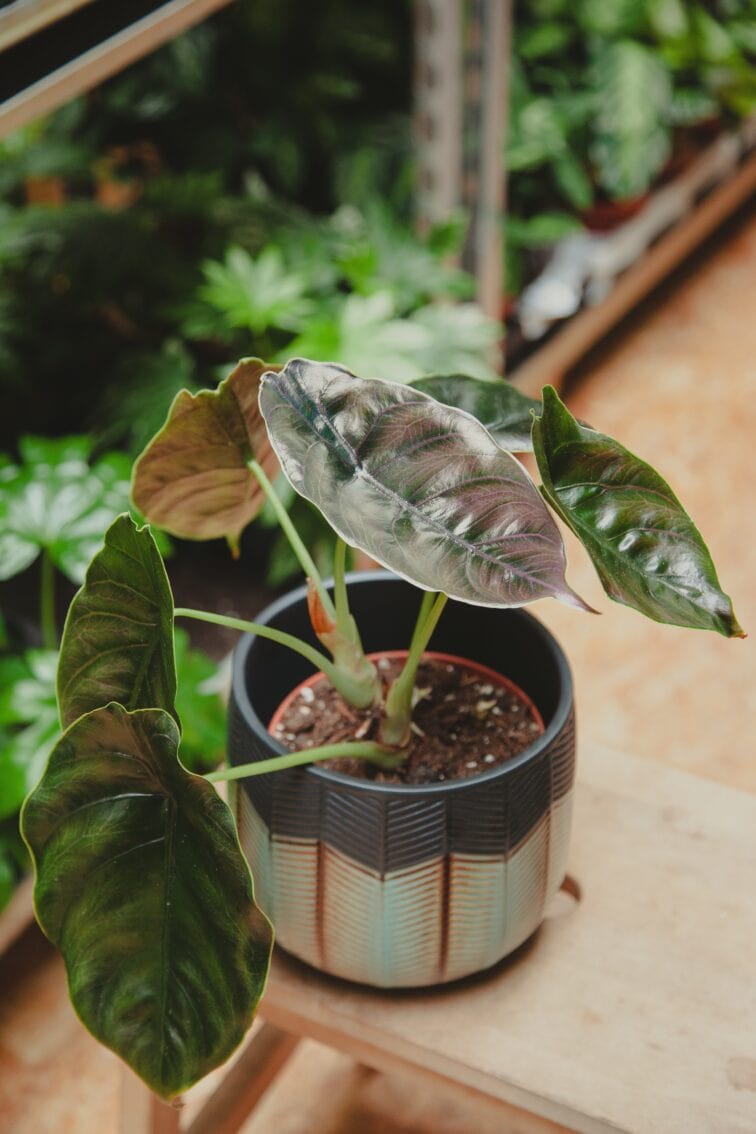 Zdjęcie rośliny Alocasia Azlanii, ujęcie 1