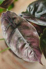 Zdjęcie rośliny Alocasia Azlanii, ujęcie 2