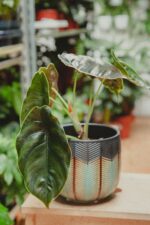 Zdjęcie rośliny Alocasia Azlanii, ujęcie 3