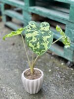 Zdjęcie rośliny Alocasia Hilo Beauty, ujęcie 1
