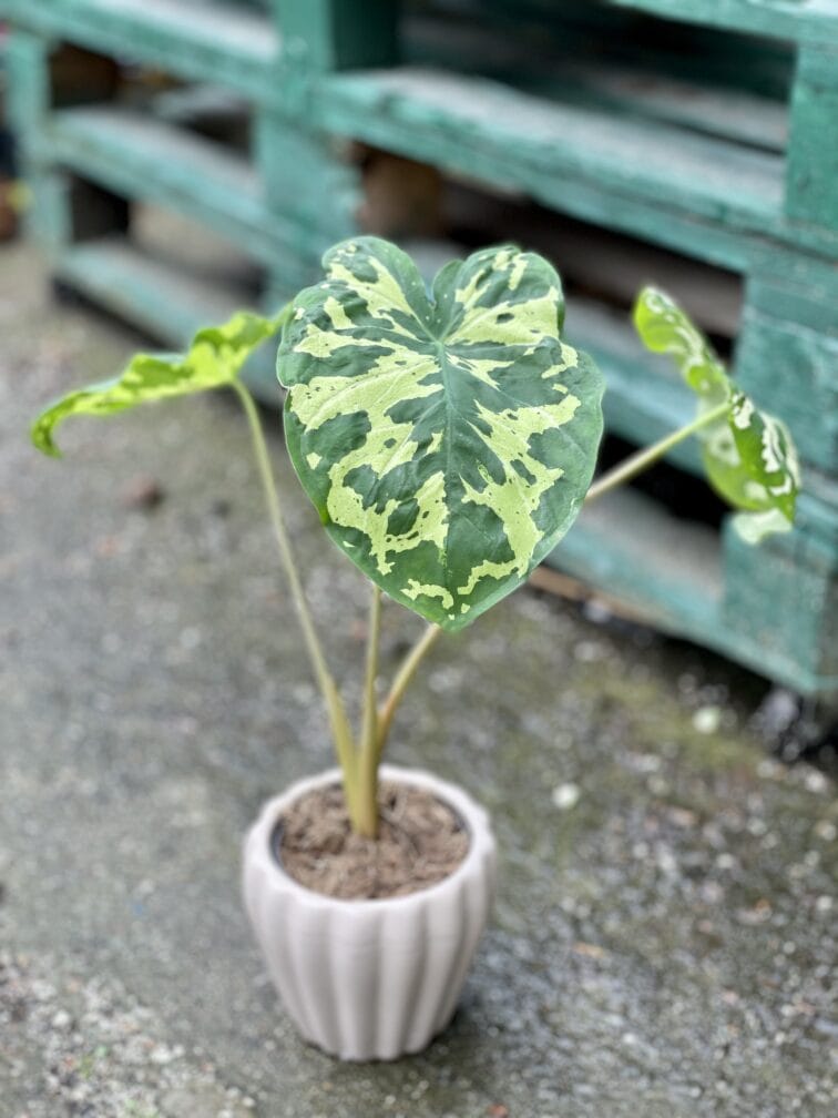 Zdjęcie rośliny Alocasia Hilo Beauty, ujęcie 1