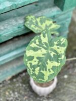 Zdjęcie rośliny Alocasia Hilo Beauty, ujęcie 2