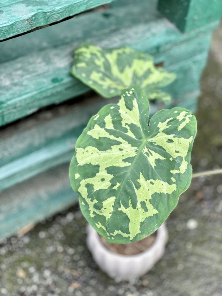 Zdjęcie rośliny Alocasia Hilo Beauty, ujęcie 2