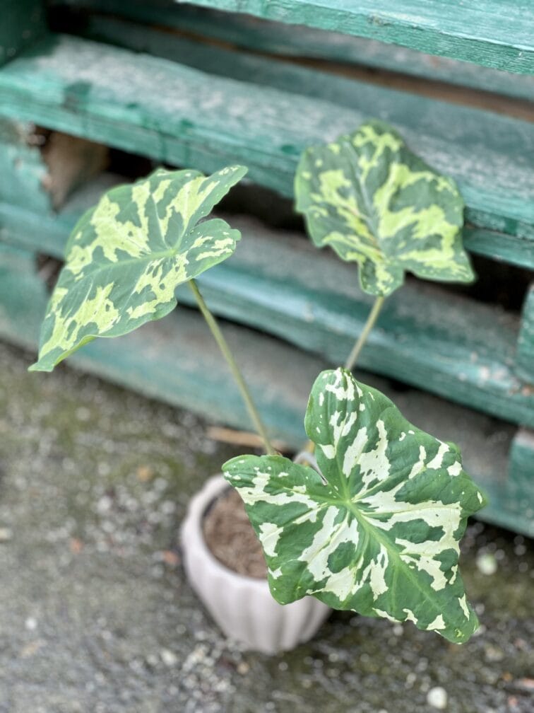 Zdjęcie rośliny Alocasia Hilo Beauty, ujęcie 3