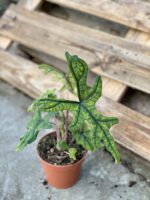 Zdjęcie rośliny Alocasia Jacklyn, ujęcie 2