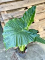 Zdjęcie rośliny Alocasia odora, ujęcie 1