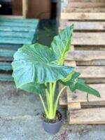 Zdjęcie rośliny Alocasia odora, ujęcie 2