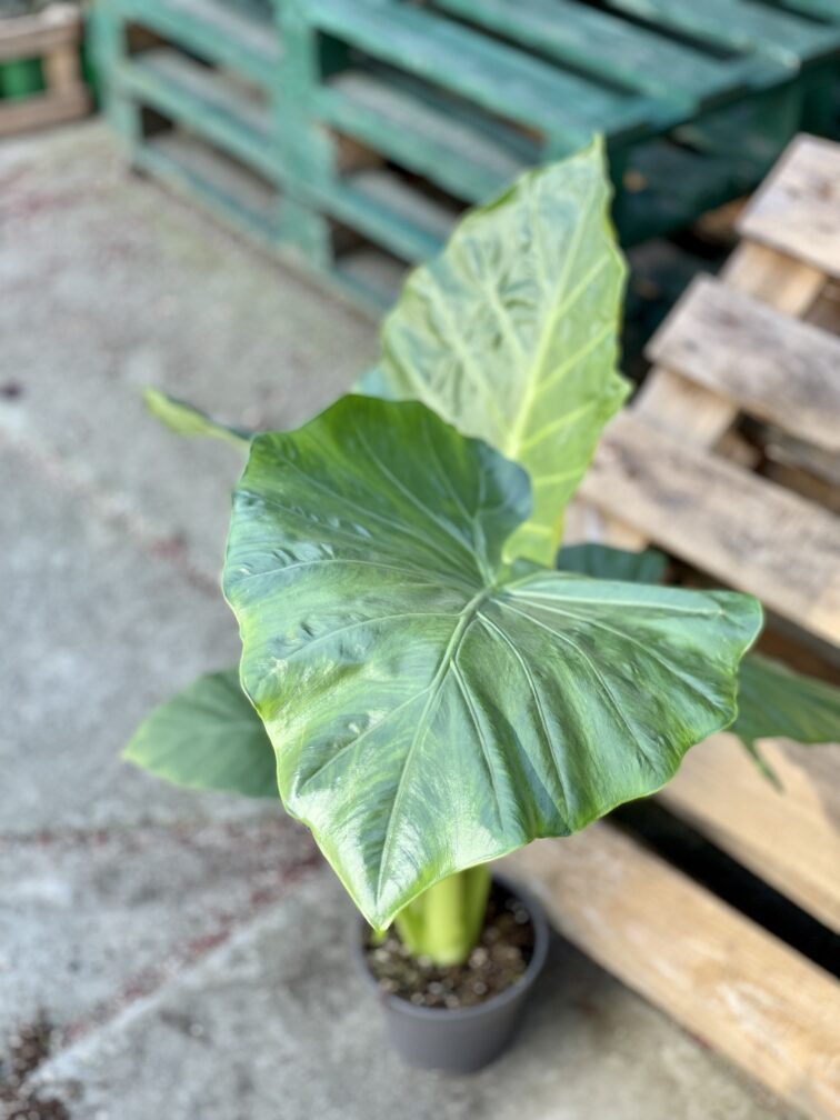 Zdjęcie rośliny Alocasia odora, ujęcie 3