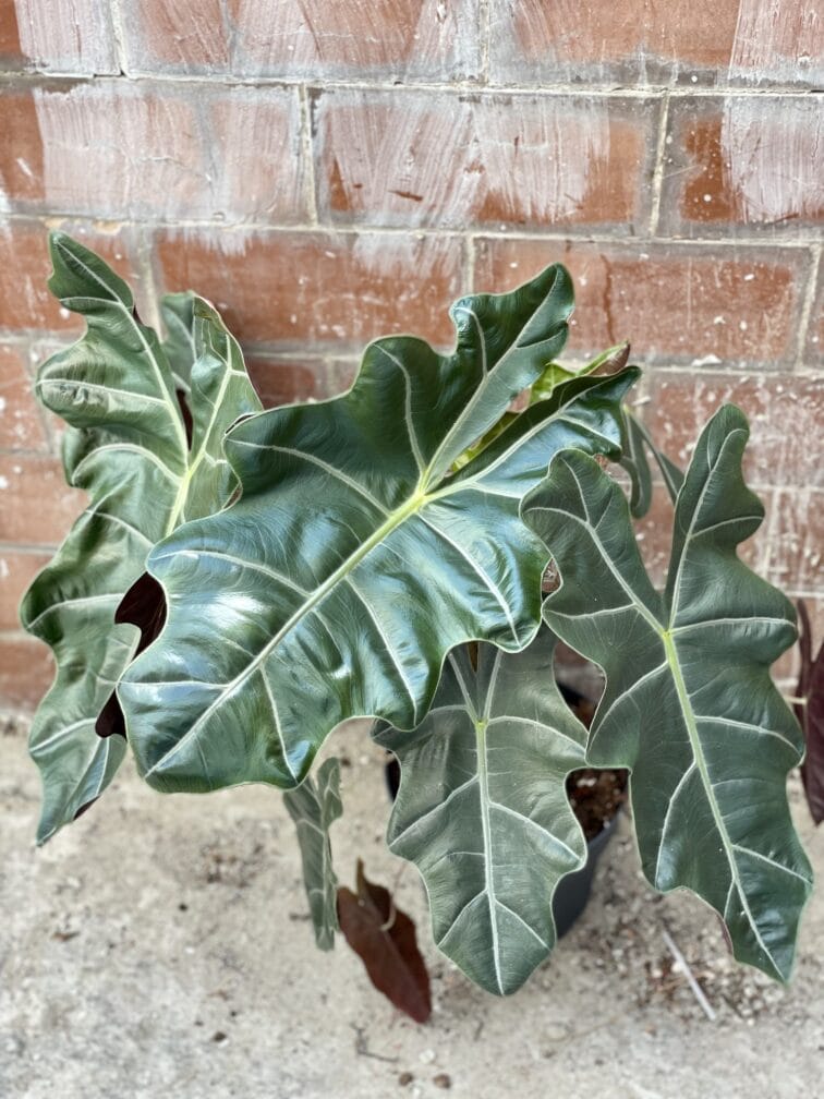 Zdjęcie rośliny Alocasia Sanderiana, ujęcie 1
