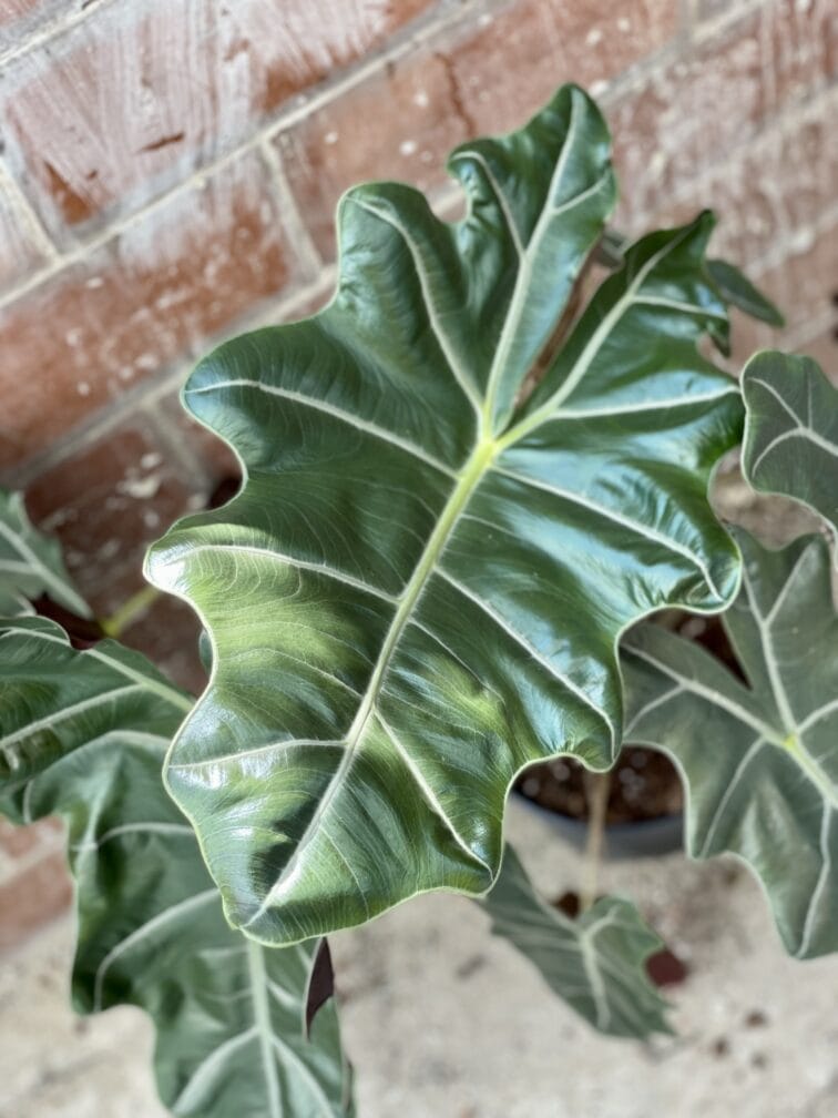 Zdjęcie rośliny Alocasia Sanderiana, ujęcie 2