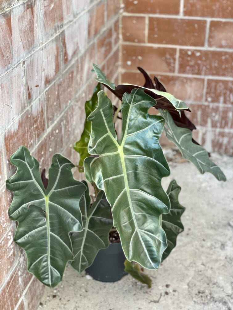 Zdjęcie rośliny Alocasia Sanderiana, ujęcie 3