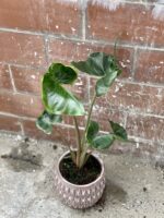 Zdjęcie rośliny Alocasia Stingray, ujęcie 1