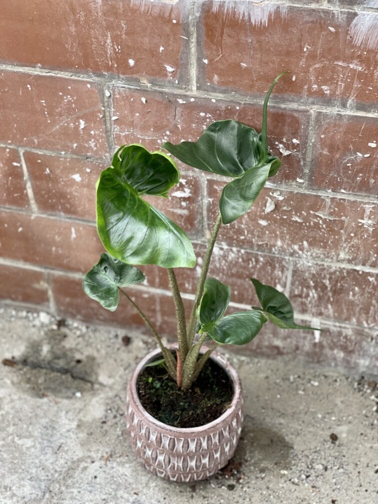 Zdjęcie rośliny Alocasia Stingray, ujęcie 1