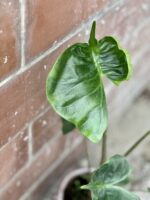 Zdjęcie rośliny Alocasia Stingray, ujęcie 2