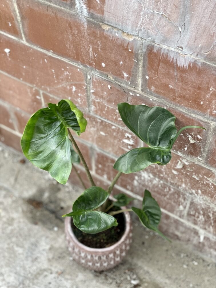 Zdjęcie rośliny Alocasia Stingray, ujęcie 3