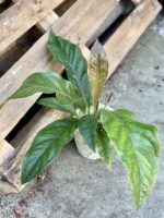 Zdjęcie rośliny Anthurium Ellipticum Jungle Bush, ujęcie 3