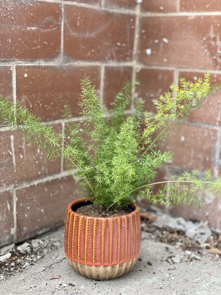 Zdjęcie rośliny Asparagus densiflorus-Meyers, ujęcie 1