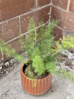 Zdjęcie rośliny Asparagus densiflorus-Meyers, ujęcie 2