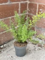 Zdjęcie rośliny Asparagus densiflorus-Meyers, ujęcie 3