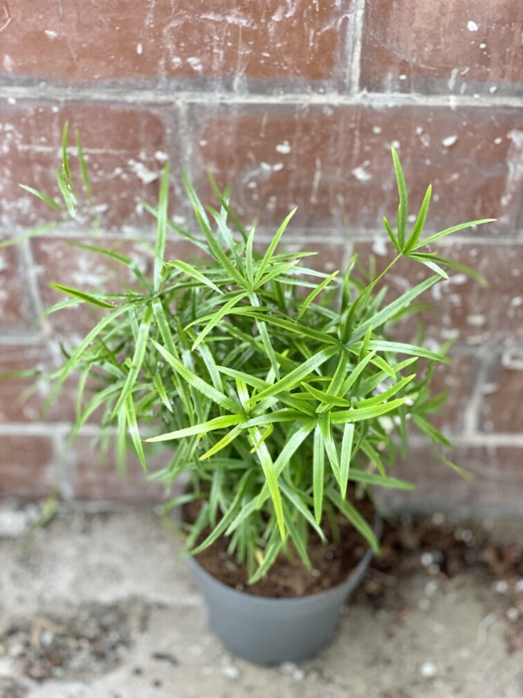 Zdjęcie rośliny Asparagus falcatus, ujęcie 1