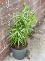 Zdjęcie rośliny Asparagus falcatus, ujęcie 2