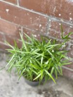 Zdjęcie rośliny Asparagus falcatus, ujęcie 3