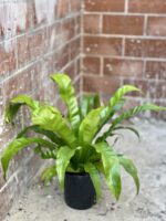Zdjęcie rośliny Asplenium antiquum, ujęcie 1