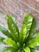 Zdjęcie rośliny Asplenium antiquum, ujęcie 2