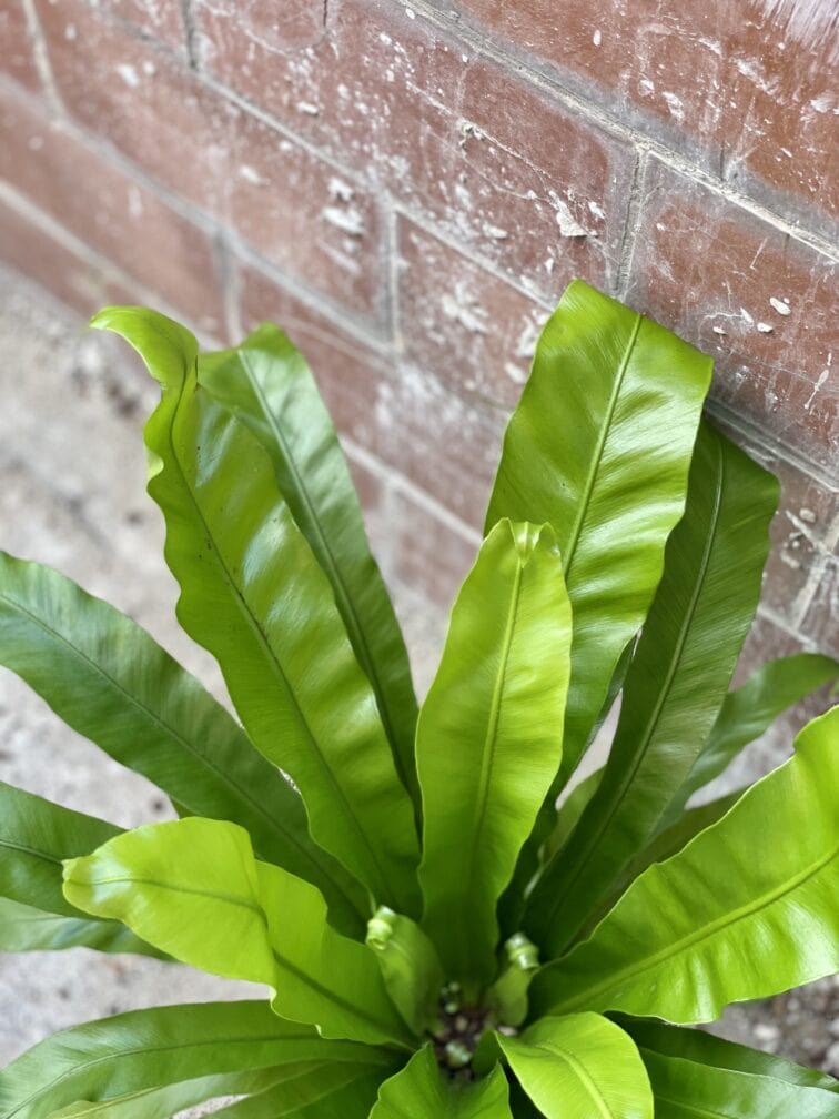 Zdjęcie rośliny Asplenium antiquum, ujęcie 2