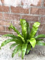 Zdjęcie rośliny Asplenium antiquum, ujęcie 3