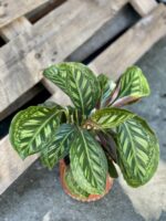 Zdjęcie rośliny Calathea Flame Star, ujęcie 1