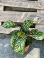 Zdjęcie rośliny Calathea Flame Star, ujęcie 2