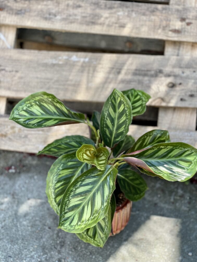 Zdjęcie rośliny Calathea Flame Star, ujęcie 2