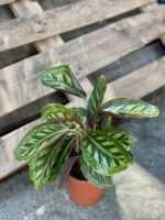 Zdjęcie rośliny Calathea Flame Star, ujęcie 3