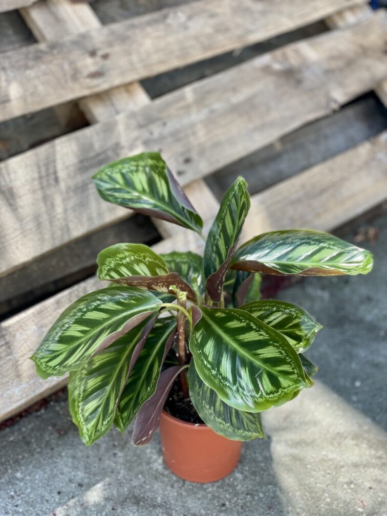 Zdjęcie rośliny Calathea Flame Star, ujęcie 3