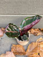 Zdjęcie rośliny Calathea Roseopicta, ujęcie 1