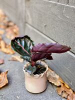 Zdjęcie rośliny Calathea Roseopicta, ujęcie 2