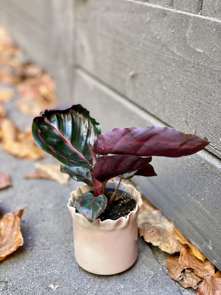 Zdjęcie rośliny Calathea Roseopicta, ujęcie 2