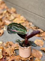 Zdjęcie rośliny Calathea Roseopicta, ujęcie 3