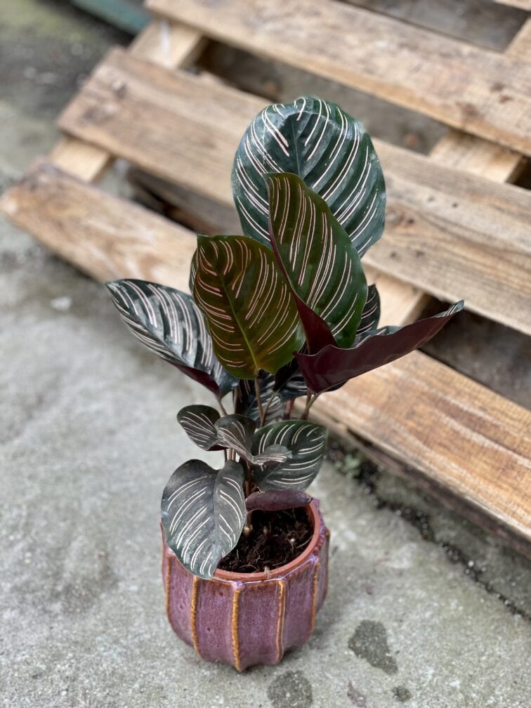 Zdjęcie rośliny Calathea Sanderiana, ujęcie 1