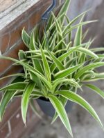 Zdjęcie rośliny Chlorophytum comosum Ocean (Zielistka), ujęcie 1