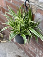 Zdjęcie rośliny Chlorophytum comosum Ocean (Zielistka), ujęcie 2