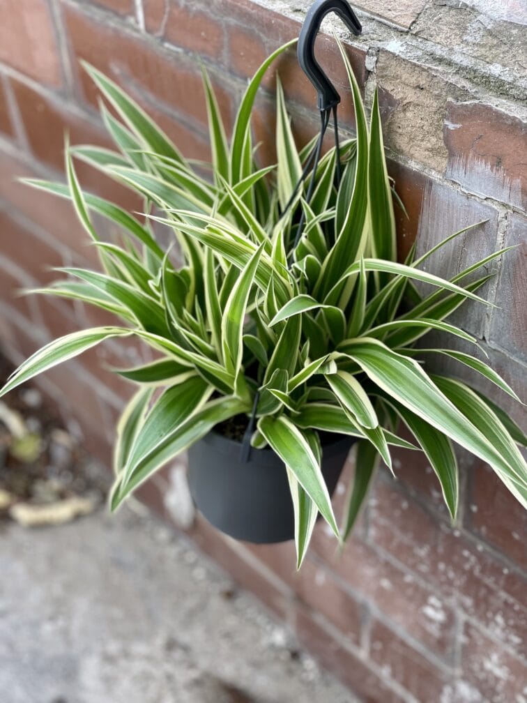 Zdjęcie rośliny Chlorophytum comosum Ocean (Zielistka), ujęcie 2