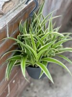 Zdjęcie rośliny Chlorophytum comosum Ocean (Zielistka), ujęcie 3