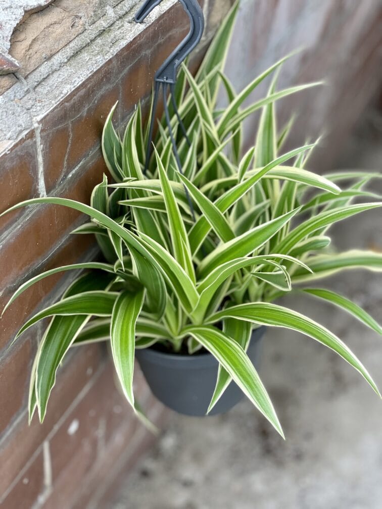 Zdjęcie rośliny Chlorophytum comosum Ocean (Zielistka), ujęcie 3
